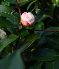 �������ŵĲ�÷����