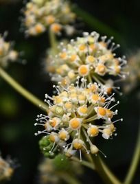 �ư�ɫ�˽ǽ��̻���