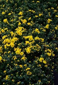 ��ɫ�ջ�����