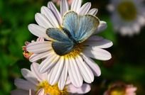 �ջ��ϵ���ɫ����