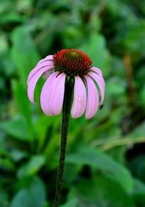 �ɰ������ķ�ɫ�ɹ���