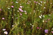 �����Ĳ�˹�ջ���