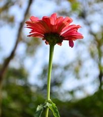 �����ķ�ɫ����