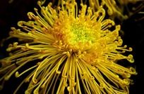 �����Ļ�ɫ�񻨾�