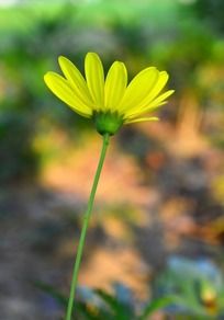 ����ɫС�ջ�