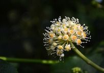 Ư���İ˽ǽ��̻���