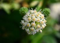 Ư���İ˽ǽ��̻���