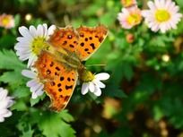 Ư���Ļ���ͺ���