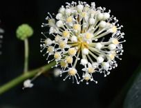 ���ΰ˽ǽ��̻���