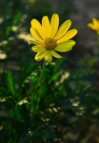 ʢ���Ļ�ɫ�໨��