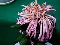 ˮ��ķ�ɫ�ջ�