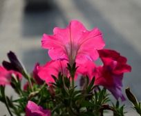 ͨ͸�ķ�ɫ��ǣţ