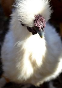 ��������ͷ�İ��ڼ�