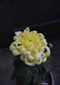 ����Ʒ�־�