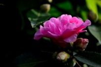 ���۵ķ�ɫ��÷