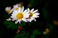 ����һ��İ�ɫ�ջ�