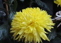 ʢ�������