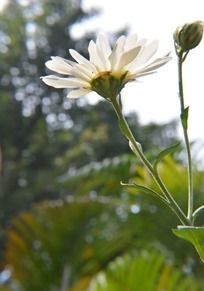 �����µİ׾�