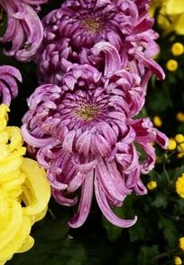 紫秋菊