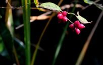 ֦���ϵĻ�ɫ��ʵ