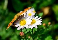 ��ɫ�ջ��ϵ�Ư������