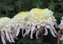 �߹�ĸ����