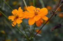 ��ɫ�ɰ��Ļ���