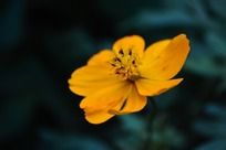 ʢ���Ļ�ɫ����