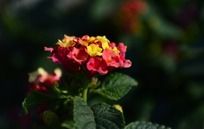 ʢ����Ư����ɫ÷