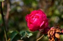 ʢ��������Ǿޱ��