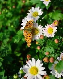 ��ɫ�ջ��ϵĻ�ɫ����