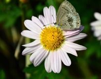 ��ɫ�ջ��ϵĺ���