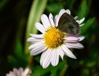 ��ɫ�ջ��ϵĿɰ�����