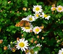 ��ɫ�ջ��ϵ�Ư������