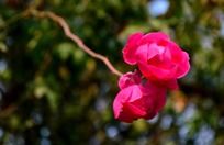 ���ٵ�ö��ɫǾޱ��