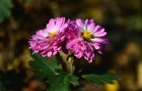 �����ŵķ�ɫС�ջ�