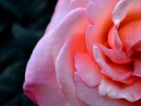 ���۵����º���д