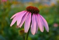 ��ɫ�ɹ��ղ�����д