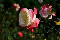 ���д��Ƶ����º�