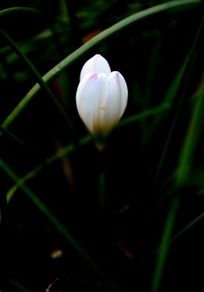 �������ŵĴ���