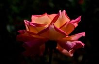 ����ͨ͸�Ļ���