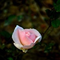 �������ŵİ׷�ɫ���º�