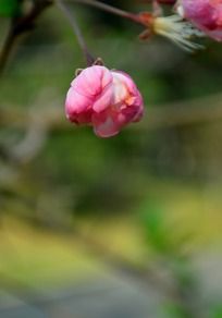 �������ŵĴ�˿����