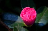 �������ŵķ�ɫ��÷