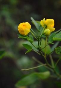 �ɰ���˫������