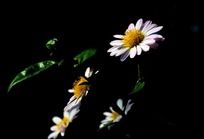 �ɰ�Ư���İ�ɫ�ջ�