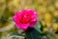 �ɰ������Ĳ�÷