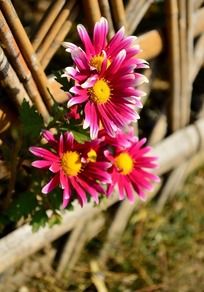 ��ʱߵĲ���С�ջ�