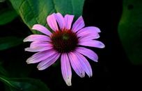 ��Ҷ�ϵ��ɹ���