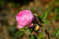 �����ķ�ɫ����